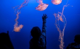 Call for Entry, March 2024 Photo of the Month