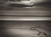 tangled-root-on-beach