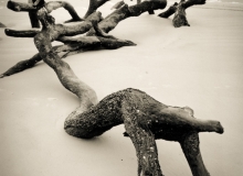 crawling-driftwood