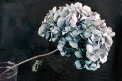 "Hydrangea in Jar"