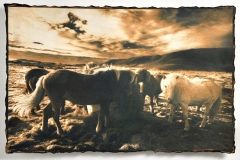 "Horses of Bliss, Grindavík Iceland"
