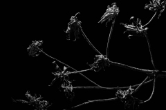 Photo © Ellen Sanford