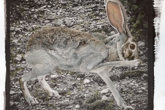 "Desert Crossing," 2019. Gold-toned Salt print hand-colored with pastel