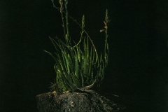 "Desert Hum," 2019. Gum Bichromate over Ziatype