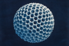 "Radiolaria I," 2019. Cyanotype from a scanning electron microscope