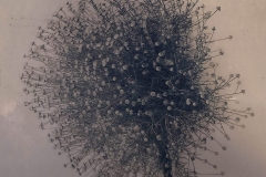 "Onion Flower," 2018–2019, Toned Cyanotype