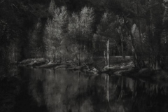 "Nature," 2016. Platinum Palladium