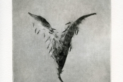 "Grana: 5400," 2019. Copperplate Photogravure