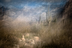 Photography-Gallery-Marin-County-2019-Group-Exhibition-02-Photo-Challenge-Workshop-Liz-Caroli