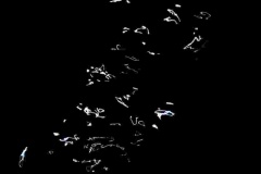 Photo © Candace Swimmer