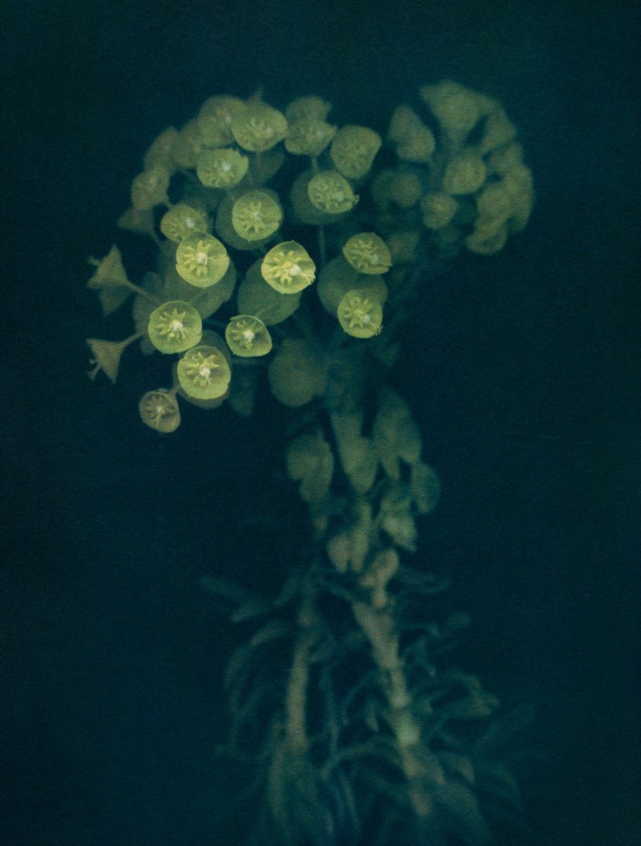 "Euphorbia Characins", 2020. Tri-color Gum Bichromate over Cyanotype on Hahnemühle Platinum Rag.