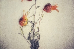 "Miniature Pomegranates" from The Old Garden series, 2020. Tricolor Gum Bichromate on Hahnemühle Platinum Rag.