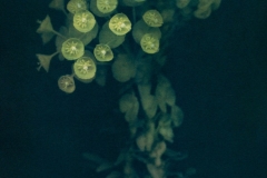 "Euphorbia Characins", 2020. Tri-color Gum Bichromate over Cyanotype on Hahnemühle Platinum Rag.