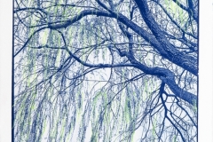 "Willow", 2020. Cyanotype and oil pastel.