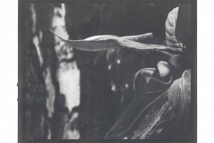 "Propagation", 2020. Platinum Palladium on Hahnenmühle Platinum Rag.