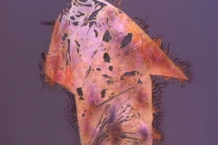"Purple Diamond Dress", 2020. Silver Gelatin Chemigram from colored tissue papers.