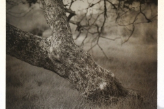 "Lovely Buckeye", 2020. Gum over Platinum Palladium.