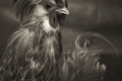 "Chicken", 2010. Platinum Print.