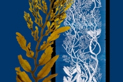 Stephanocystis and Ruprecht  © Josie Iselin