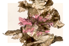 Porphyra with Postels © Josie Iselin