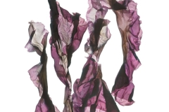 Purple Pyropia Dancers  © Josie Iselin