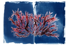Pikea and its Cyanotype © Josie Iselin
