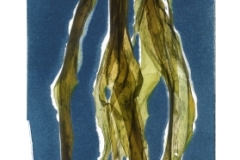 Chasing Kelp I © Josie Iselin