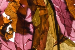 Algal Abstract I © Josie Iselin