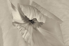 "White on White", 2022. Platinum palladium on Hahnemuhle Platinum Rag.
