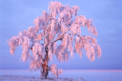 "Frost Laden Tree at Sunruse", 2021. Photograph was made on 8x10 Fuji Velvia 50, printed with 5 color carbon transfer with an additional gloss layer, requiring a third transfer onto matte paper.