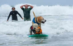 Honorable Mention – Summer © O'Donnell Dorothy Honorable Mention – Summer © O'Donnell Dorothy