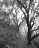 SS Trail. © Ed Carey. SS Trail. © Ed Carey.
