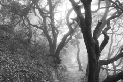 SS Trail. © Ed Carey.