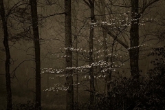 Dogwood In the Rain. © Mark I. Nelson.