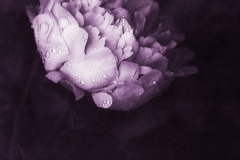 My Sister's Morning Flower. © Mark I. Nelson.