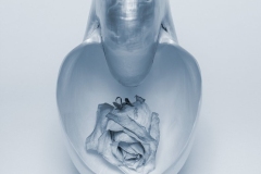 Nautilus Rose. © Mark I. Nelson.