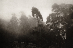 Eucalyptus. © Unai San Martin. 2002