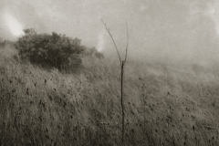 Grass in the Fog. © Unai San Martin. 2001