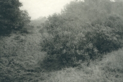 Landscape, Fairfax. © Unai San Martin. 2019