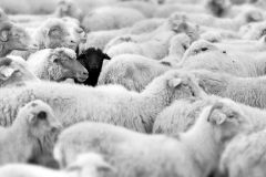 Black Sheep