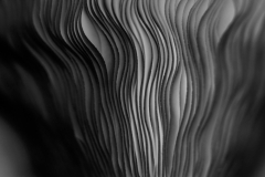 Gills of a Mushroom