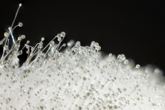 Sporangia and Sporangiophores