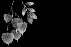 Veins