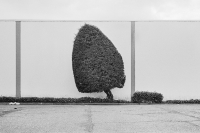 Michael-Teresko-Leaning-Tree