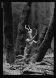 Michael Starkman - Mendocino