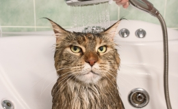 Wet cat in the bath