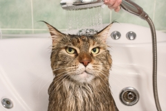Wet cat in the bath