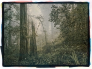 Lisa Brussell