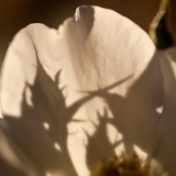 Rosebud Shadows