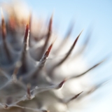 Spikey